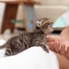 Goowafur Kitten Feeding Bottle | 35 ml Cartoon Water Drop Design view 2
