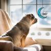 BSEID Angel Dog Memorial view 2