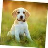 minkissy 5-Pack Bone-Shaped Pet ID Tags view 4