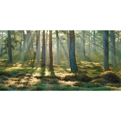 MIRRORANG 120 x 46 cm Forest Terrarium Background, Tropical Aquarium Background with Sunny Green Giant Tree Reptile Habitat Scene, Durable Vinyl