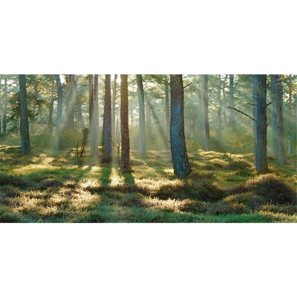 MIRRORANG 120 x 46 cm Forest Terrarium Background, Tropical Aquarium Background with Sunny Green Giant Tree Reptile Habitat Scene, Durable Vinyl