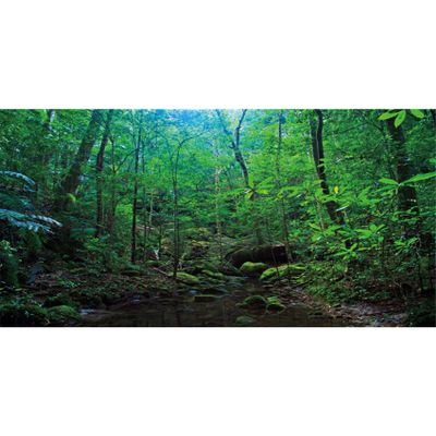 MIRRORANG 180 x 61 cm Deep Forest Terrarium Background