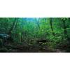 MIRRORANG 180 x 61 cm Deep Forest Terrarium Background view 1