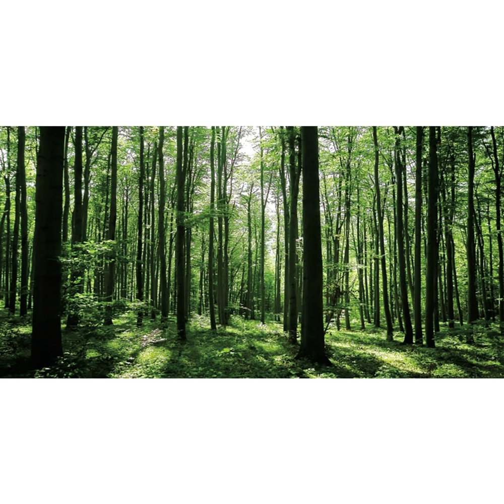MIRRORANG 76x30cm Forest Terrarium Background