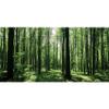 MIRRORANG 76x30cm Forest Terrarium Background view 1