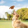 CENMOO Interactive Dog Toy view 2