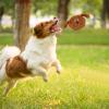 CENMOO Interactive Dog Toy view 3