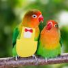 Minkissy Parrot Diaper for Birds view 3