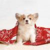 ZORIN Washable Dog Blanket, Soft Flannel, Snowflake and Ball Pattern, 60 x 40 cm view 4