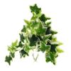 minkissy Reptile Hanging Plant with Suction Cup view 1