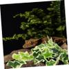minkissy Reptile Hanging Plant with Suction Cup view 4