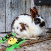 minkissy Small Pet Harness and Leash Set, Adjustable I-Shaped Rabbit and Hamster Harness view 2