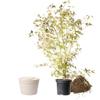 Animal Tree Biodegradable Pet Urn Pure view 1