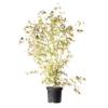 Animal Tree Biodegradable Pet Urn Pure view 2