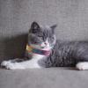 minkissy Adjustable Collar for Small Dogs with Sparkling Rhinestones view 3