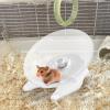 Hamster Wheel - Non-Slip Transparent Wheel for Hamsters view 2