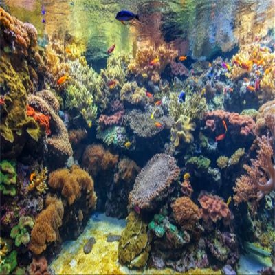 MIRRORANG 76x46cm Underwater Aquarium Background