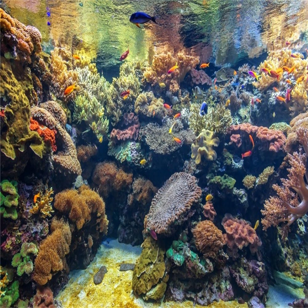 MIRRORANG 76x46cm Underwater Aquarium Background