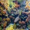 MIRRORANG 76x46cm Underwater Aquarium Background view 1