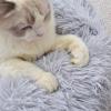 Lukery Round Plush Donut Dog Bed & Cat Bed, Jewel Blue, 55 x 45 cm view 3