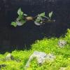 minkissy Simulated Resin Branch Reptile and Aquarium Decor view 2