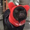 Dog Hat, Warm Winter Cap for Medium to Large Dogs view 4