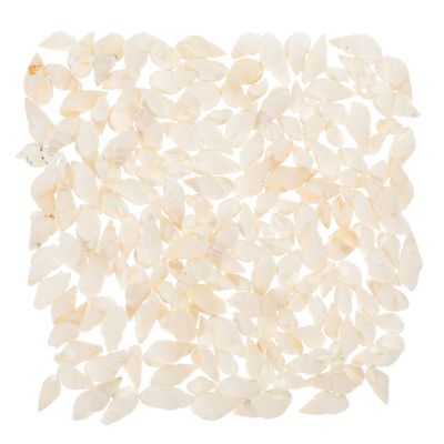 DOITOOL 200 Natural Shells for Aquarium Decoration