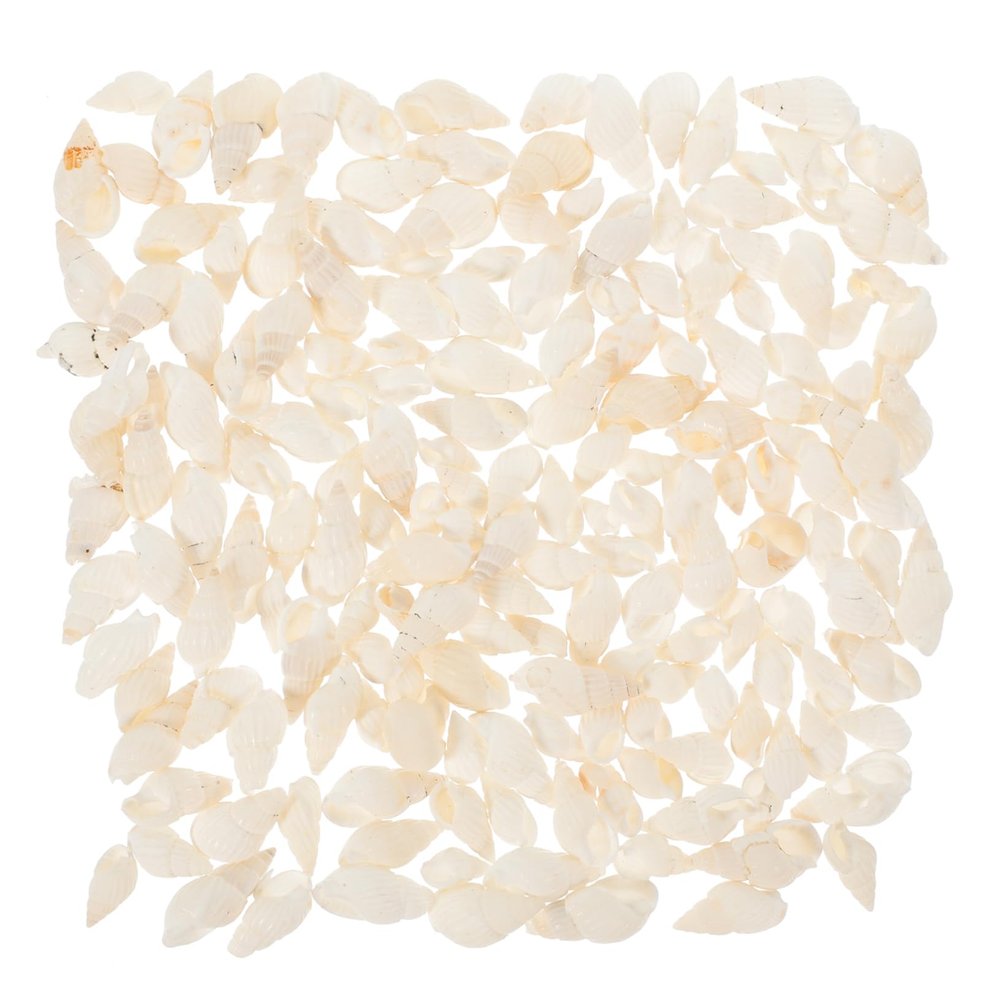 DOITOOL 200 Natural Shells for Aquarium Decoration