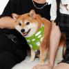 Funny Sheep Yoga Pattern Dog Bandana view 3