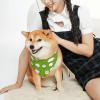 Funny Sheep Yoga Pattern Dog Bandana view 4