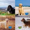 Collapsible Portable Extra-Large Silicone Dog Travel Bowl, 1 pc, Black/120 (Color: Purple) view 4