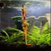 Garnelen Wunderland Shrimp Sticks Bee Pollen (11 Pieces) view 4