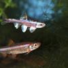 Artemia Color SoftEggs, 3x40g view 3