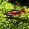 Artemia Color SoftEggs, 3x40g view 4