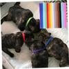 HAPINARY 15 Adjustable Plush Collars with Bells for Puppies and Kittens view 2