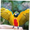 Beavorty Reusable Bird Diapers for Budgies view 2