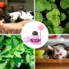 Aznever Catnip Ball Stickers view 3