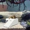 Aznever Turtle Platform - Durable Reptile Hideout view 2