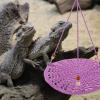 FOMIYES 2-Piece Cotton Reptile Hammock for Lizards and Bearded Dragons view 2