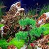 Angoily Artificial Aquarium Plant Decoration view 2