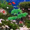 Angoily Artificial Aquarium Plant Decoration view 3