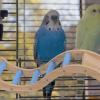 Housoutil 2-Piece Colorful Parrot Ladder Climbing Toy for Budgies and Other Birds view 3