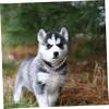 Housoutil Rhinestone Dog Collar with Adjustable Chain and Bone Pendant view 4