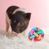MISNODE Squeaky Dog Toy for Puppies view 2