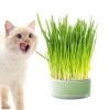 KERALI Cat Grass Planter view 2