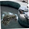 FOMIYES Turtle Hideout for Terrarium view 3