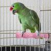 Bird Perch Grinding Stick view 3