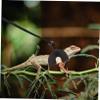 DOITOOL Reptile Leash for Bearded Dragons view 4