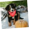 Angoily Adjustable Pet Bandana view 2