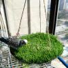 FlidRunest Large Bird Foraging Swing with Natural Grass Hammock view 1